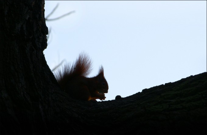Eichhörnchen