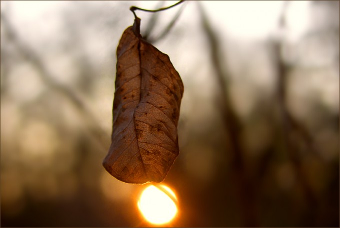 Verwelktes Blatt