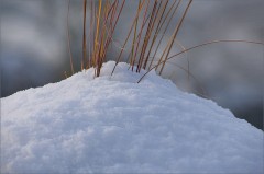 Gräser im Schnee