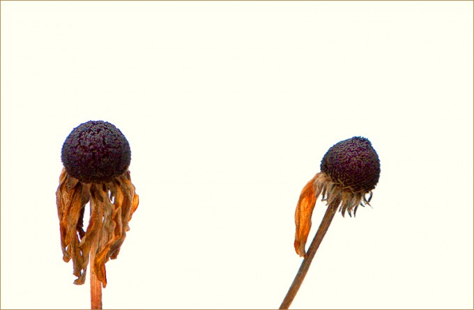 Vertrocknete Blüten