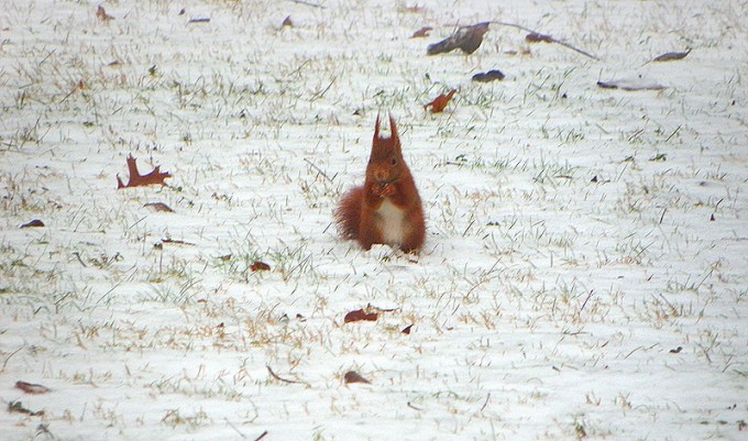 Eichhörnchen
