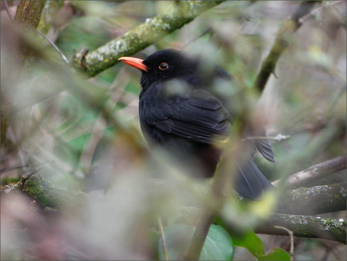 Amsel