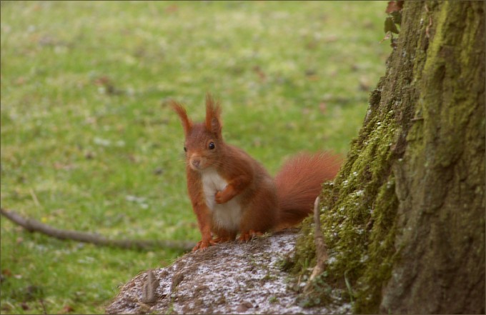 Eichhörnchen
