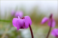 Februarveilchen Februarveilchen