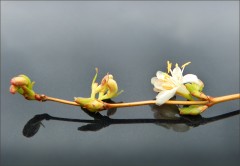 Blütenzweig Blütenzweig