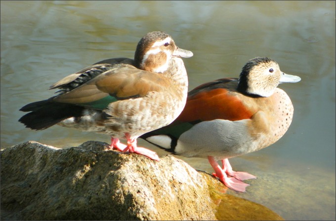 Entenpaar