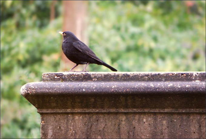 Amsel