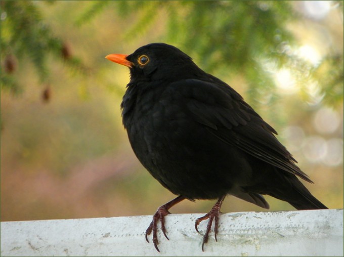 Amsel