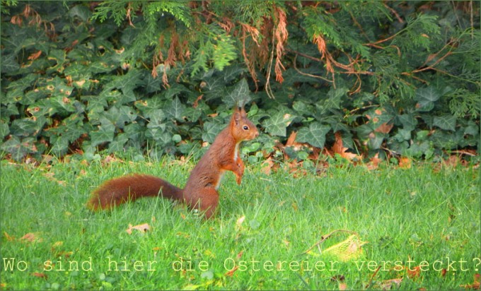 Eichhörnchen