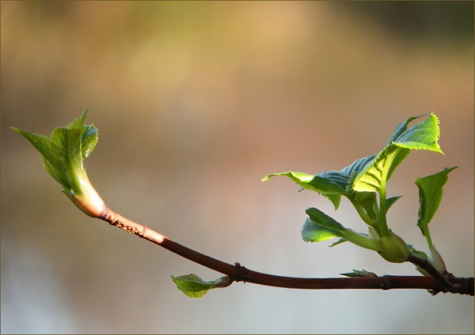 Junge Blätter