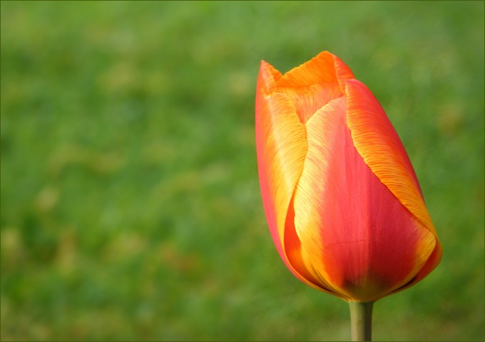 Tulpe