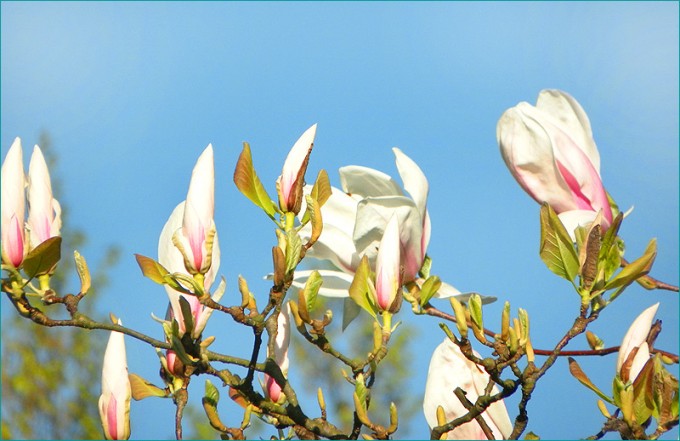 Magnolien