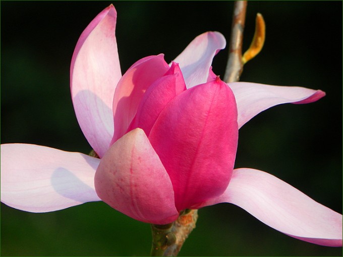 Magnolienblüte