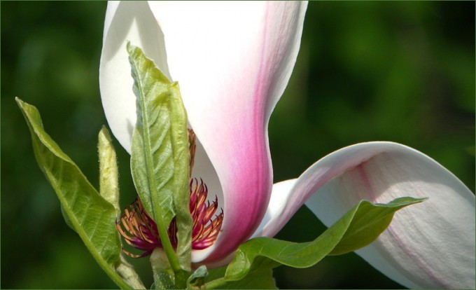 Magnolienblüte