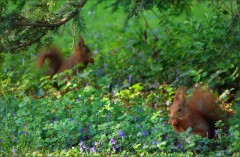 Zwei Eichhörnchen