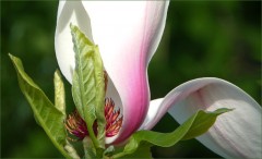 Magnolienblüte