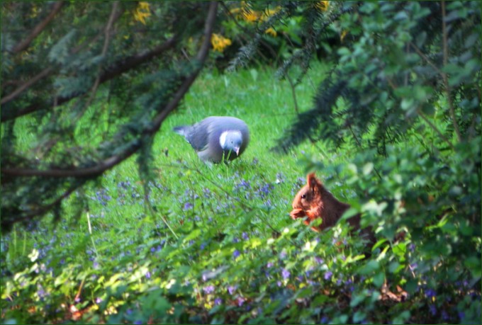 Eichhörnchen und Taube