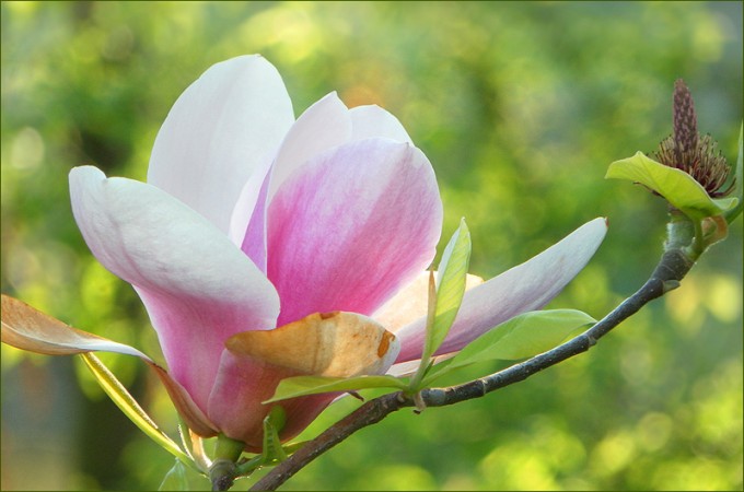 Magnolienblüte