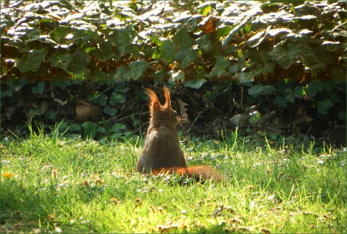 Eichhörnchen