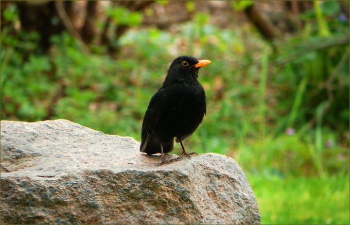 Amsel