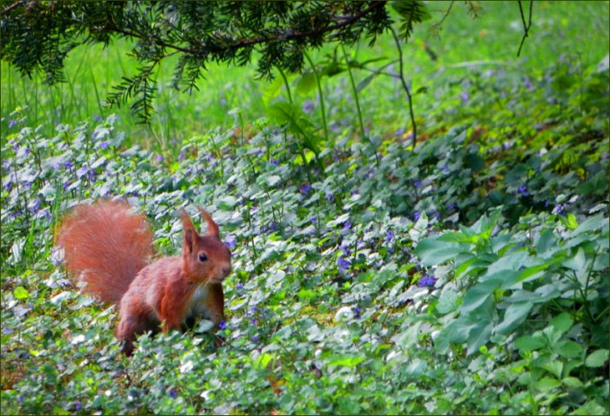 Eichhörnchen