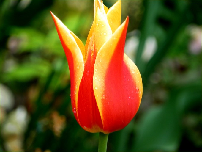 Tulpe