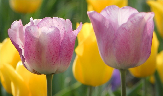 Tulpen