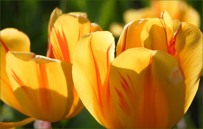 Tulpen
