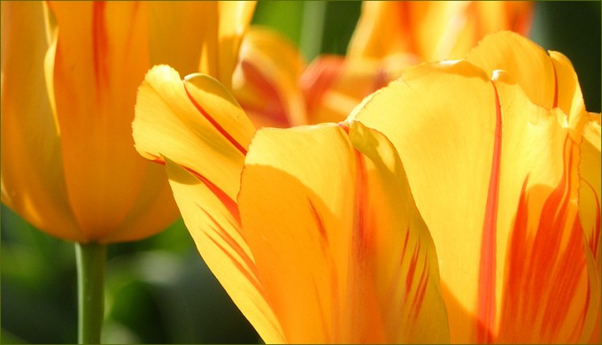 Tulpen