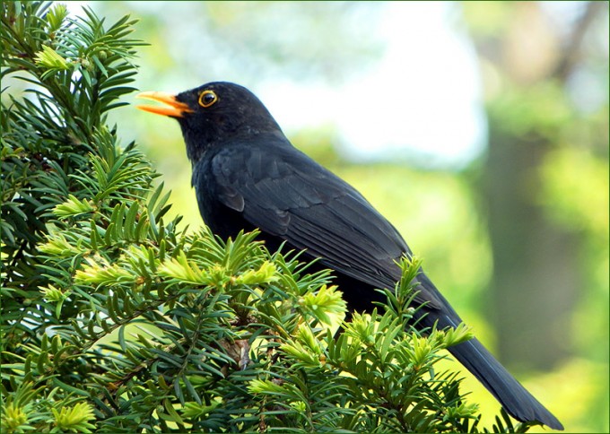 Amsel
