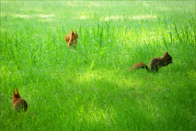 Drei junge Eichhörnchen