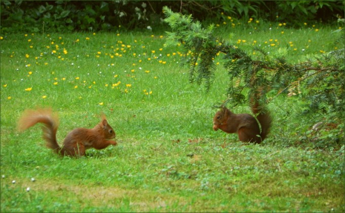 Zwei Eichhörnchen
