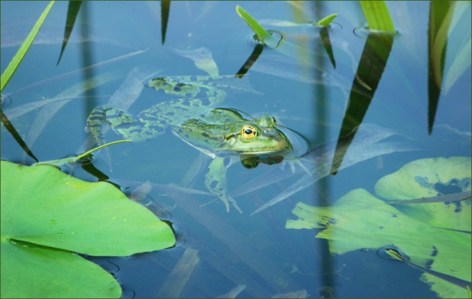 Wasserfrosch