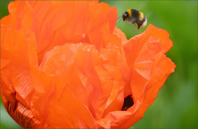 Mohn