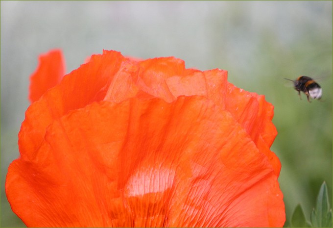 Mohn