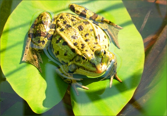 Wasserfrosch