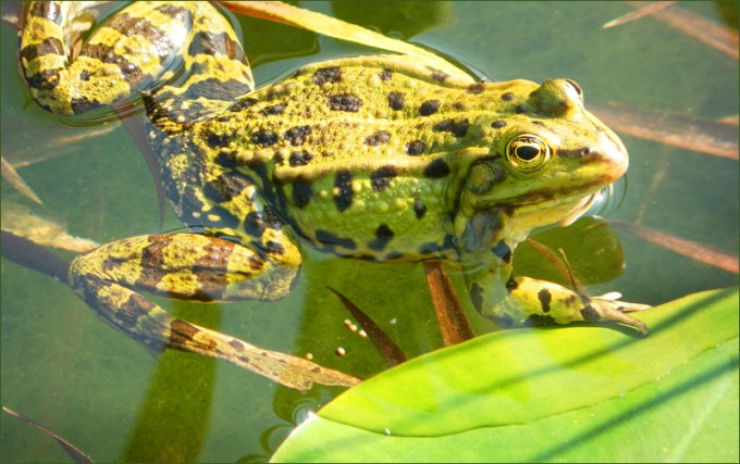 Wasserfrosch