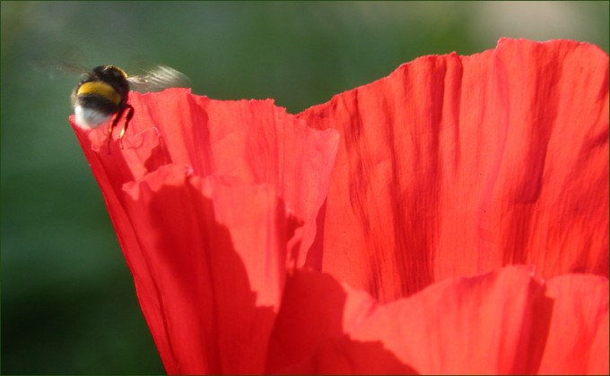 Mohn