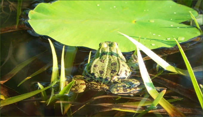 Wasserfrosch