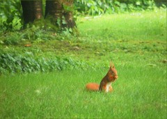 Eichhörnchen Eichhörnchen