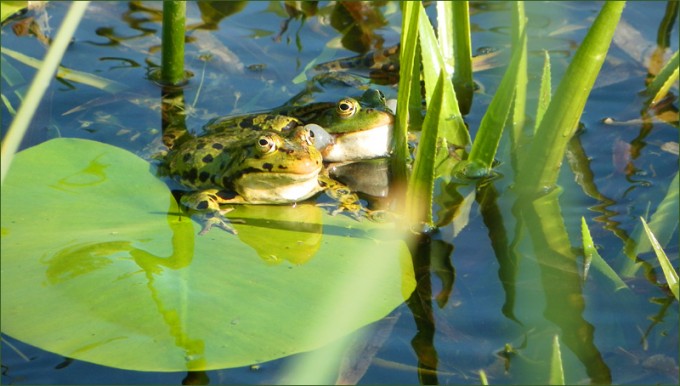 Froschpaar