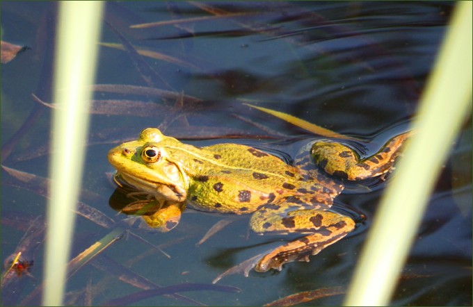 Wasserfrosch