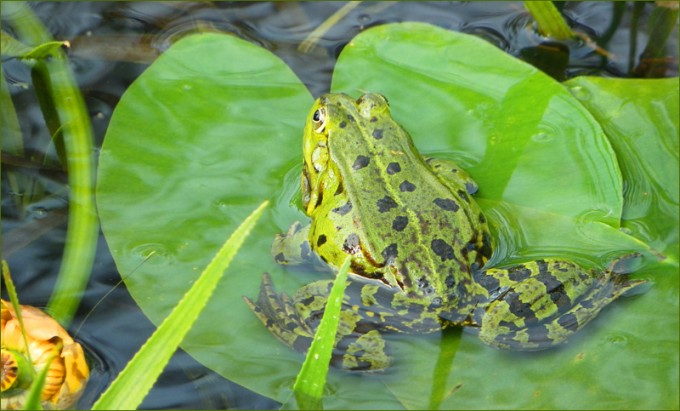 Wasserfrosch