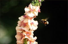 Blütenkerze Blütenkerze