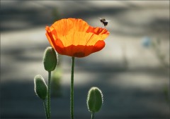 Mohn Mohn