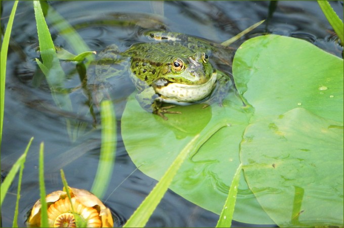 Wasserfrosch