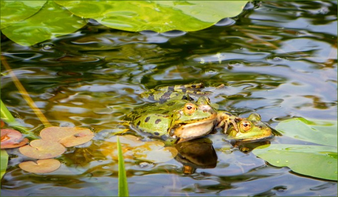 Froschpaar