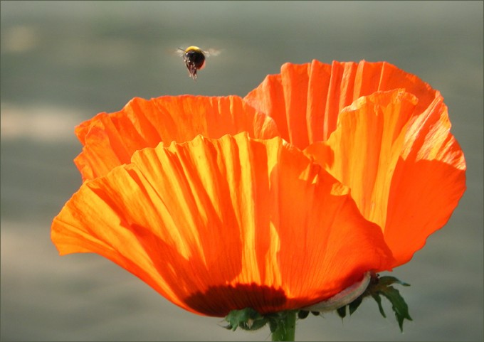 Mohn
