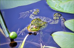 Wasserfrosch Wasserfrosch