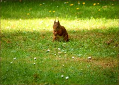 Eichhörnchen Eichhörnchen